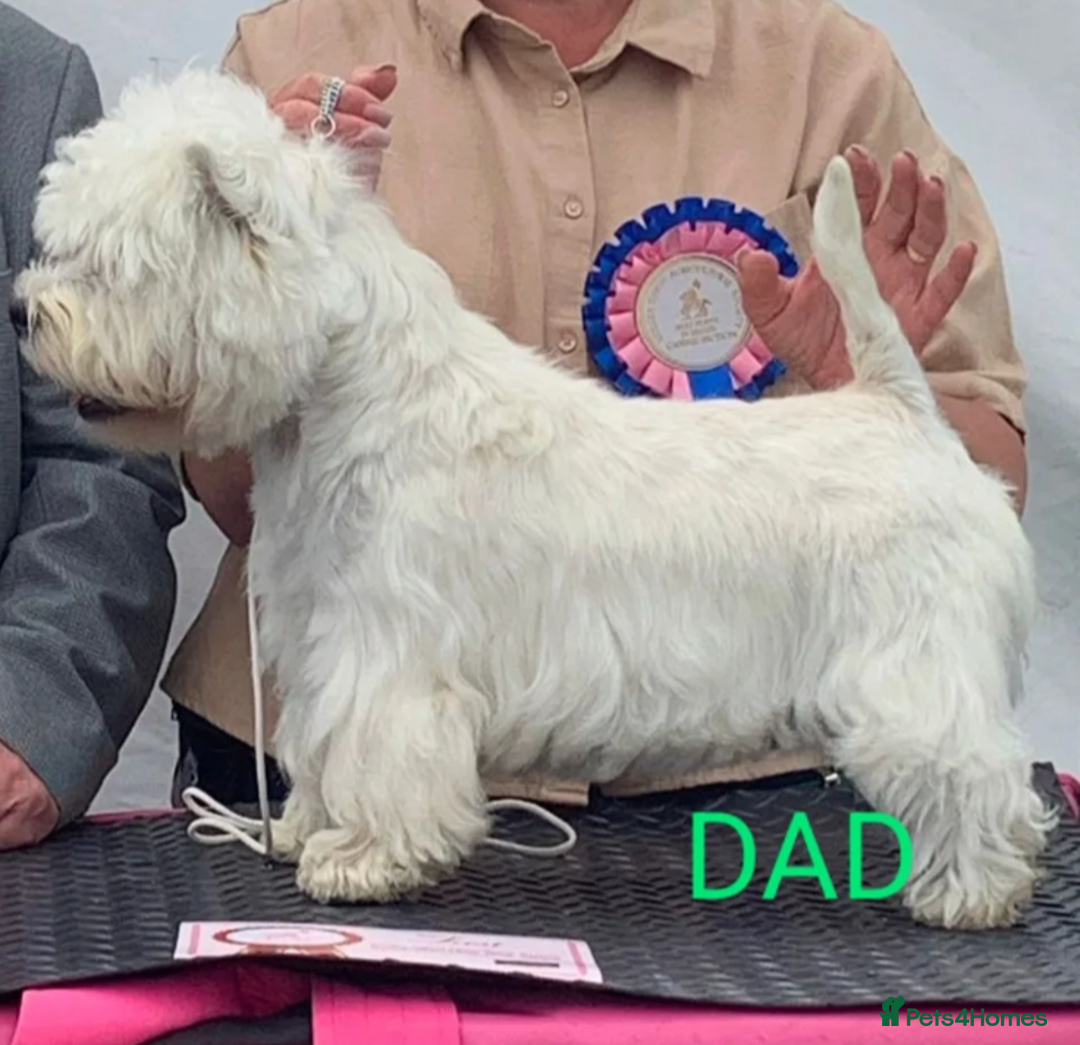 West Highland Terrier dogs for sale: Lovely westies puppies from excellent show linage - Image 9