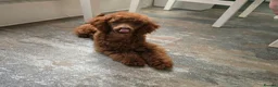 Maltipoo dogs for sale: F1B Maltipoo Rare Colours DNA Tested  - Advert 22