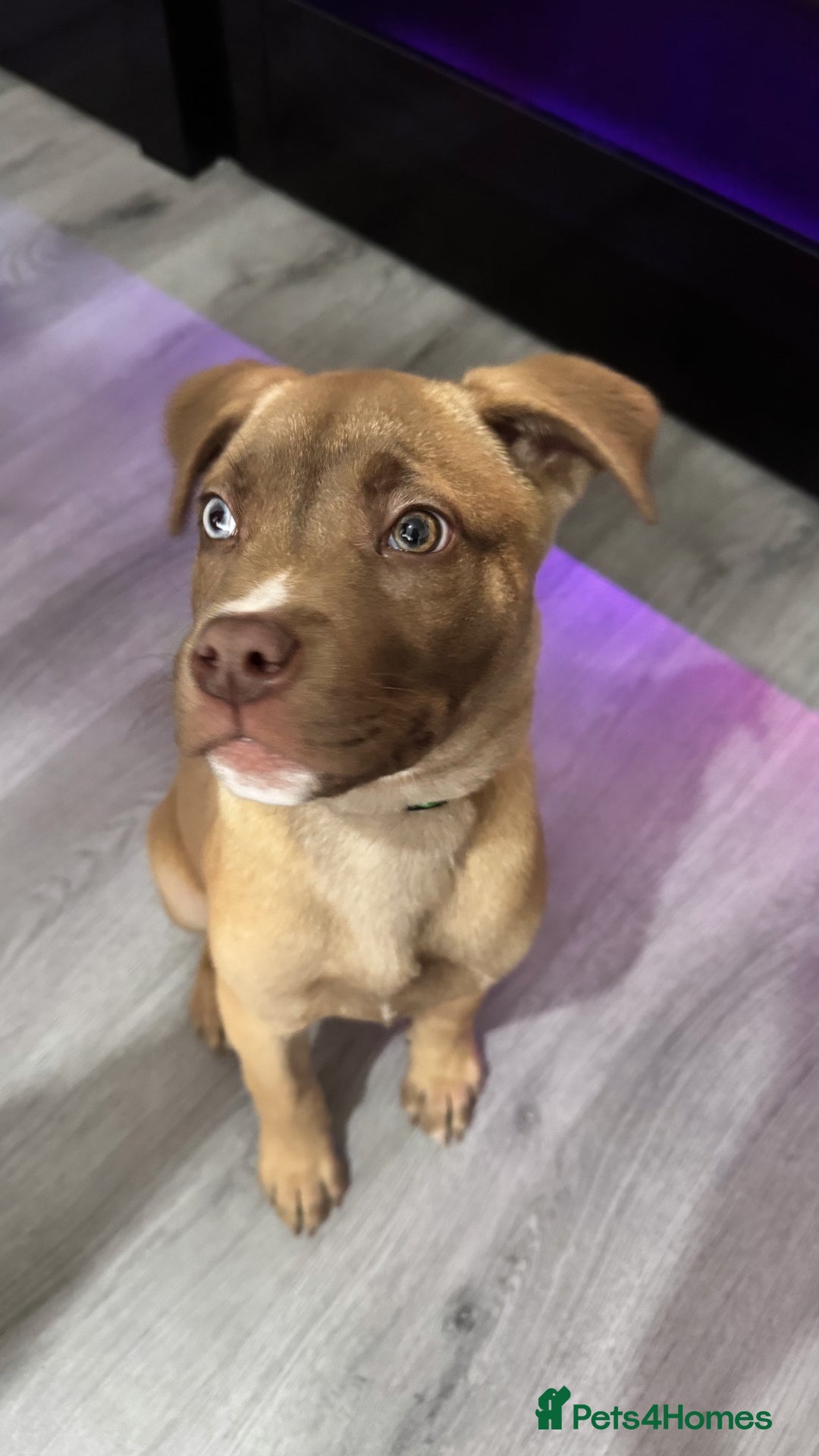 Mixed Breed dogs for sale: Male puppy for sale  - Advert 1