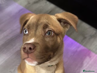 Mixed Breed dogs Male puppy for sale - Advert 1