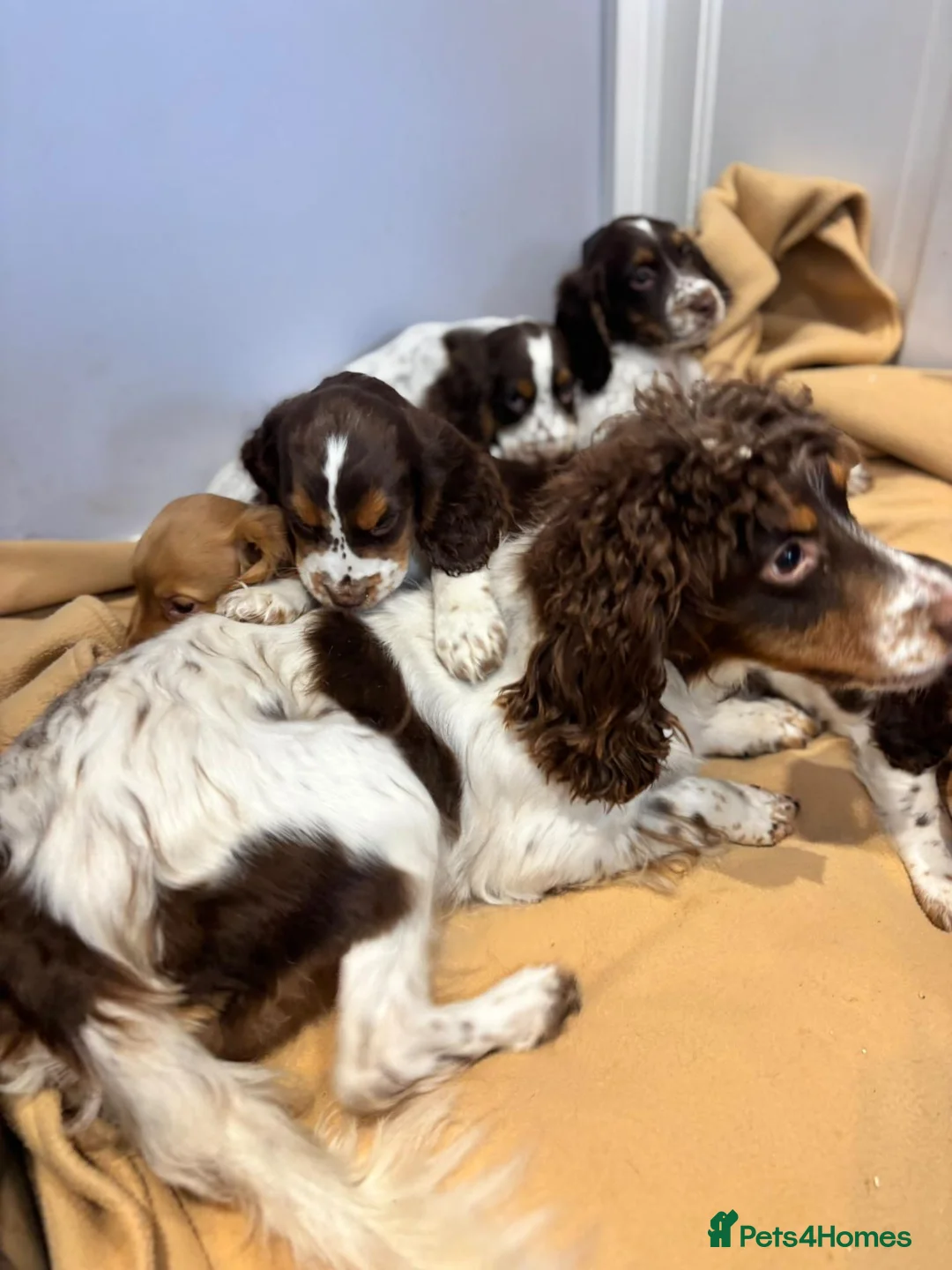 Cocker Spaniel dogs for sale: Beautiful cocker spaniel puppies in Bishop Auckland - Advert 8