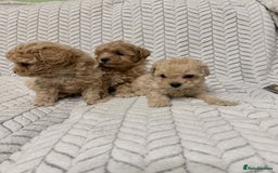 Mixed Breed dogs for sale: 🐾🐾 F1 Bb Maltipoo Puppies Boys and Girls 🐾🐾 - Image 7