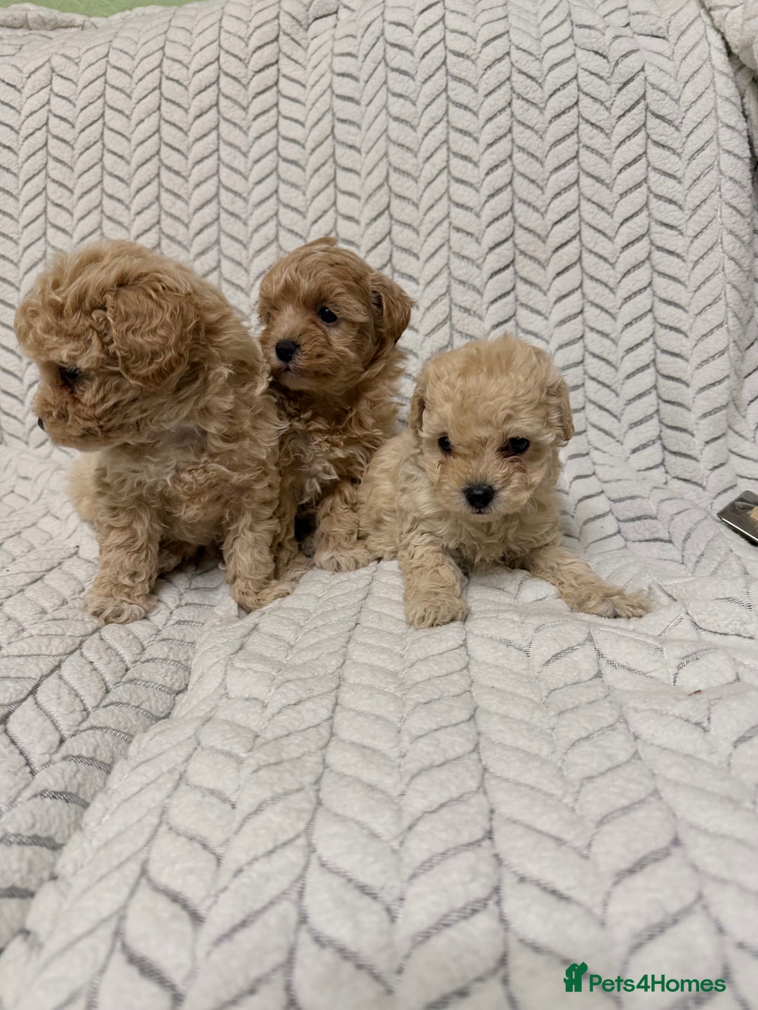Mixed Breed dogs for sale: 🐾🐾 F1 Bb Maltipoo Puppies Boys and Girls 🐾🐾 - Image 7