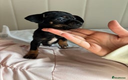 Chiweenie dogs for sale: CHIWEENIES, MICROCHIPPED,VACCINATED,HEALTHCHECKED! - Image 11