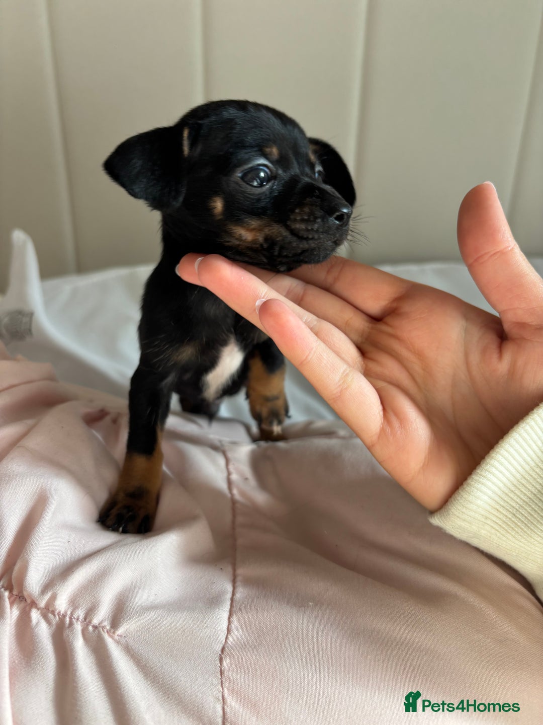 Chiweenie dogs for sale: CHIWEENIES, MICROCHIPPED,VACCINATED,HEALTHCHECKED! - Image 11