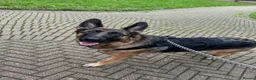German Shepherd dogs for sale: Urgent need a loving home before 4th of Feb  - Advert 2