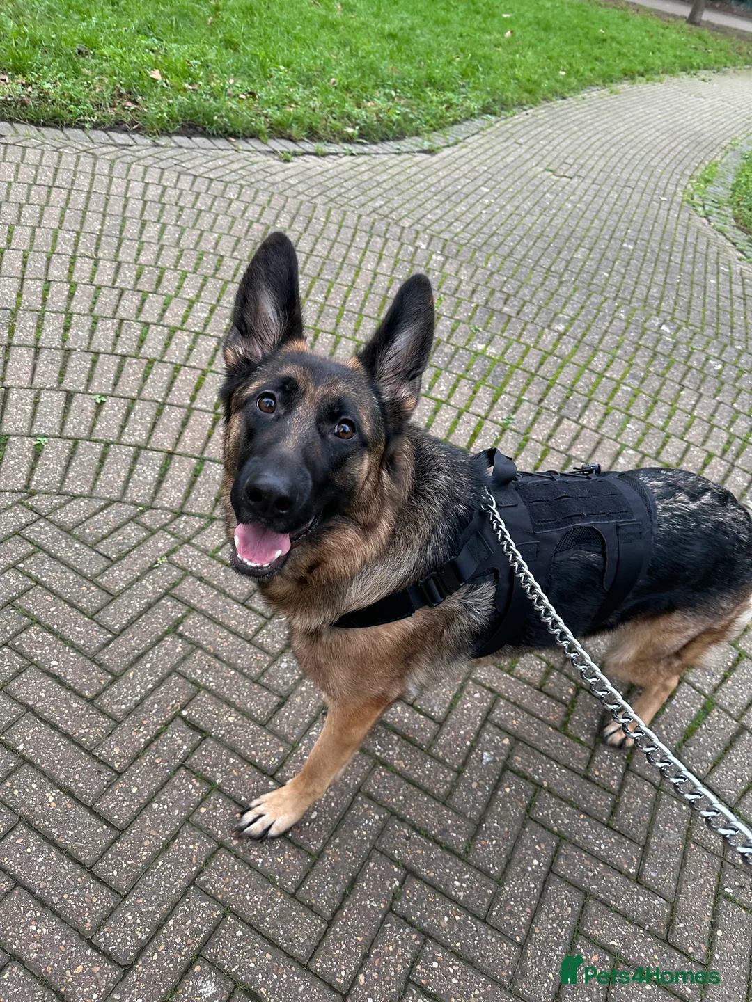 German Shepherd dogs for sale: Urgent need a loving home before 4th of Feb  - Advert 2