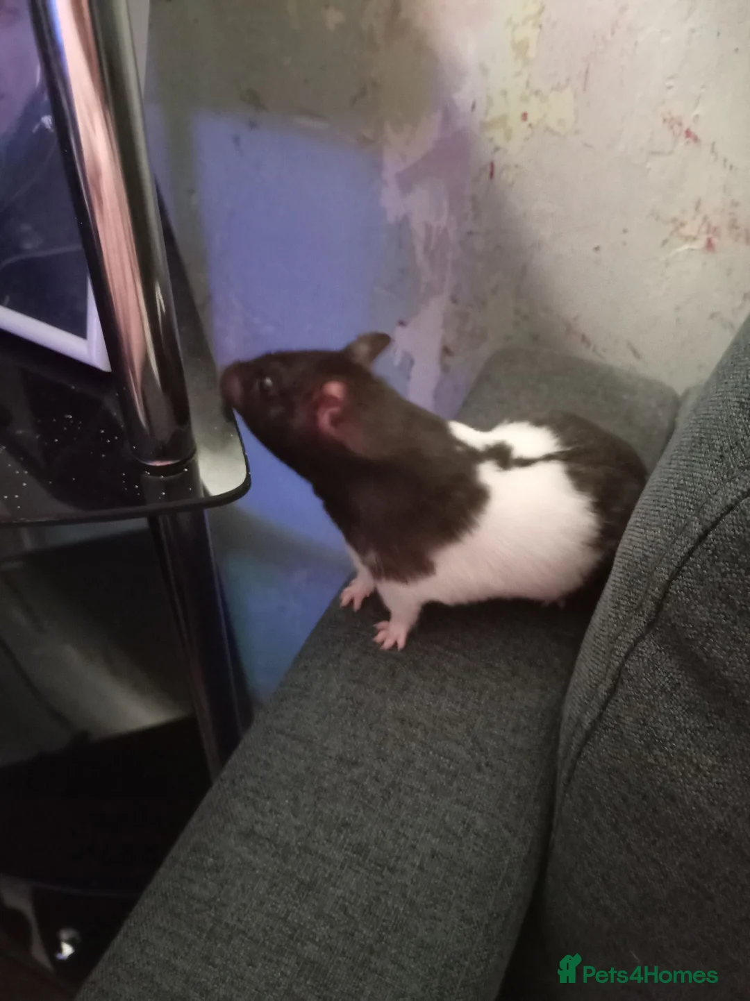 Hamster rodents for sale: Hamster  in Scarborough - Advert 3