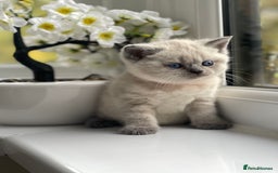 British Shorthair cats for sale: British Shorthair colour point kittens white  - Image 17