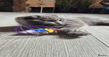 Scottish Fold cats - Advert 5