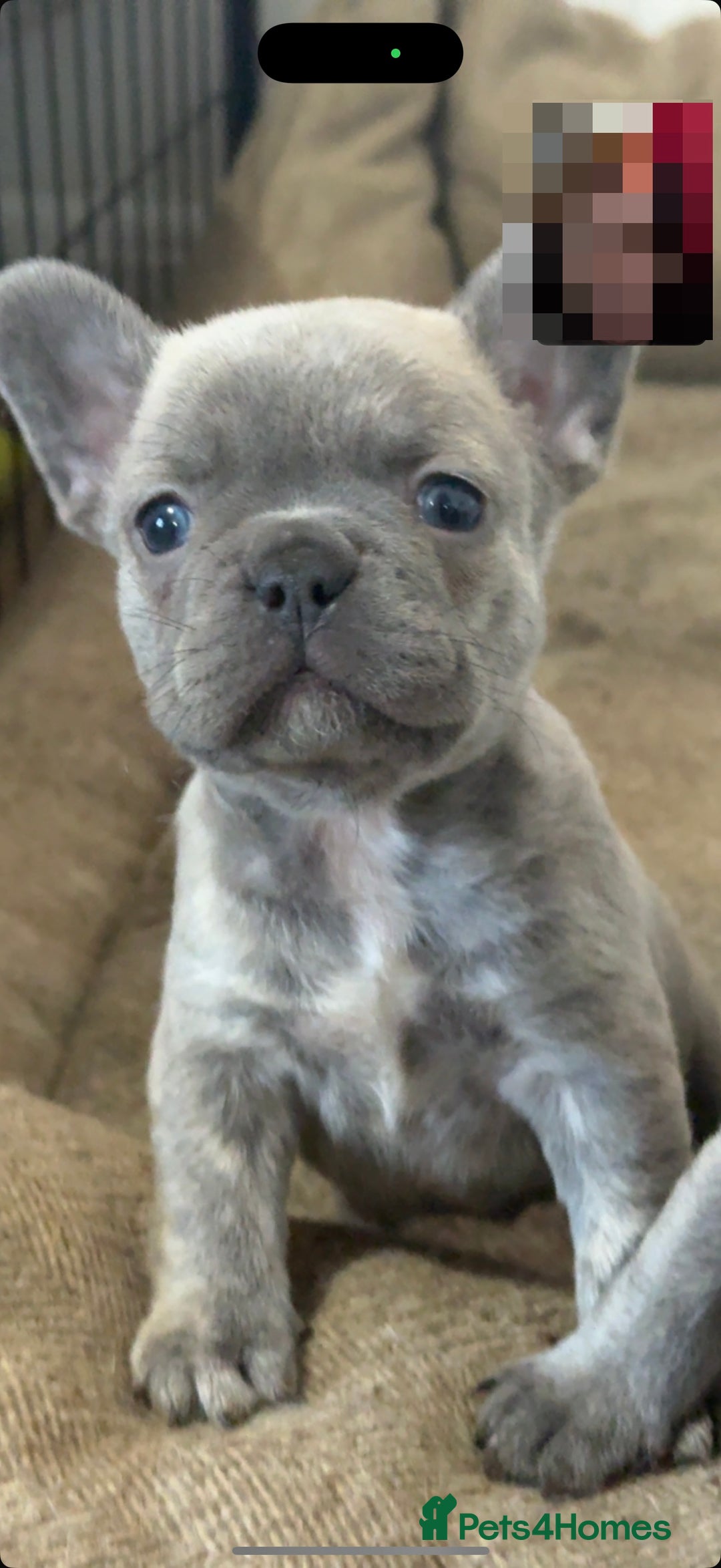 French Bulldog dogs for sale: Quality french bulldogs for sale - Advert 2