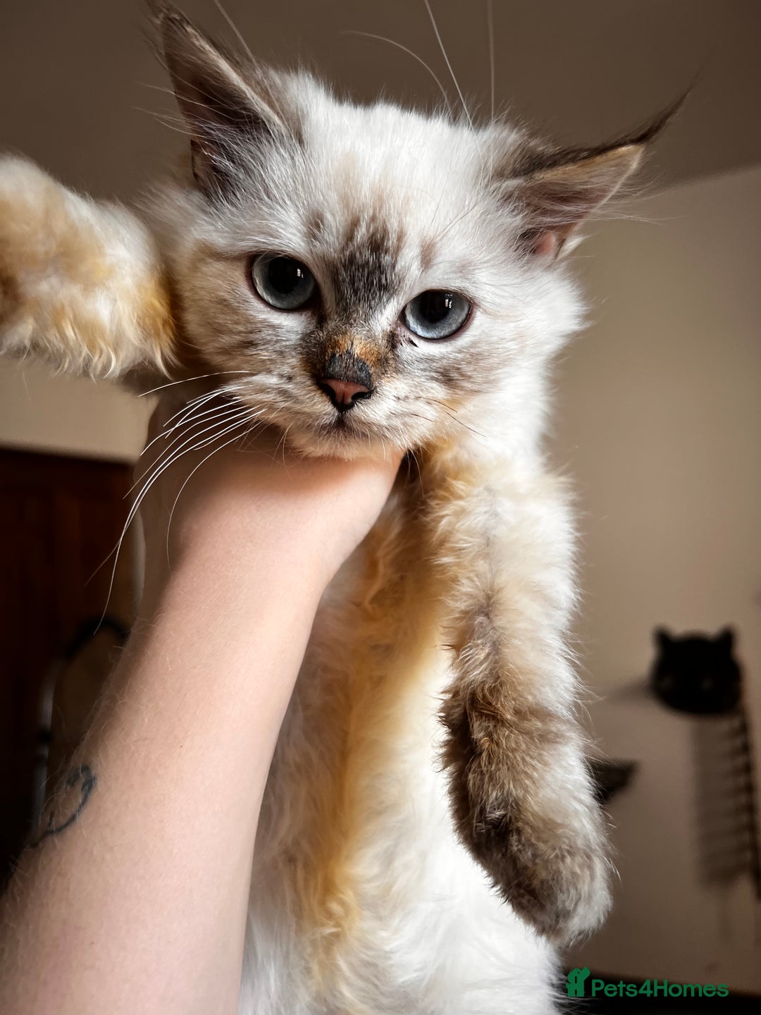 Siberian cats for sale: Three Siberian kittens!! - Image 19
