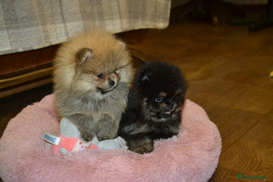 Pomeranian dogs for sale: Chocolate 😍🧸🤎✨ - Advert 12