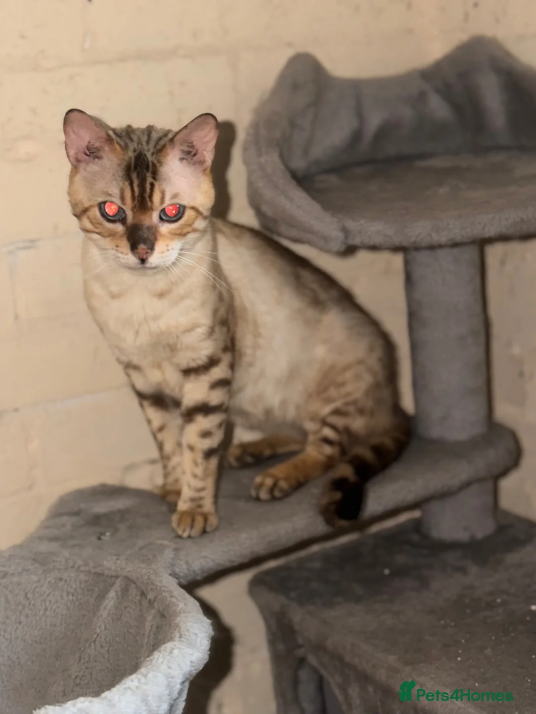 Bengal cats for sale: Snow lynx bengal male - Advert 1
