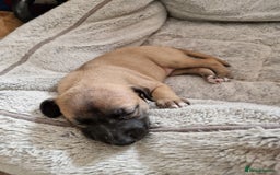 Whippet dogs for sale: KC Registered Whippet Pups - 2 girls left - Image 20