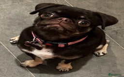 Pug dogs for sale: Tiny pug girl - Advert 10