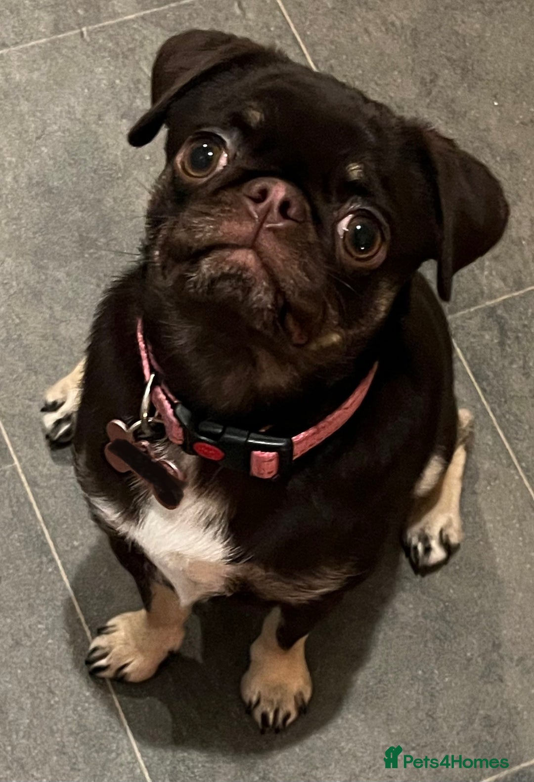 Pug dogs for sale: Tiny pug girl - Advert 10