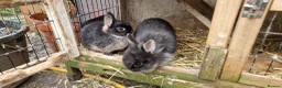 Mixed Breed rabbits for sale: Small, cute, soft, friendly bonded bunny brothers  - Advert 8