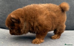 Pomchi dogs for sale: Stunning bear like miniature girl - Image 5