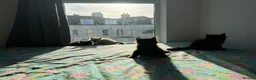Mixed Breed cats for sale: kittens ready to be loved  - Advert 11