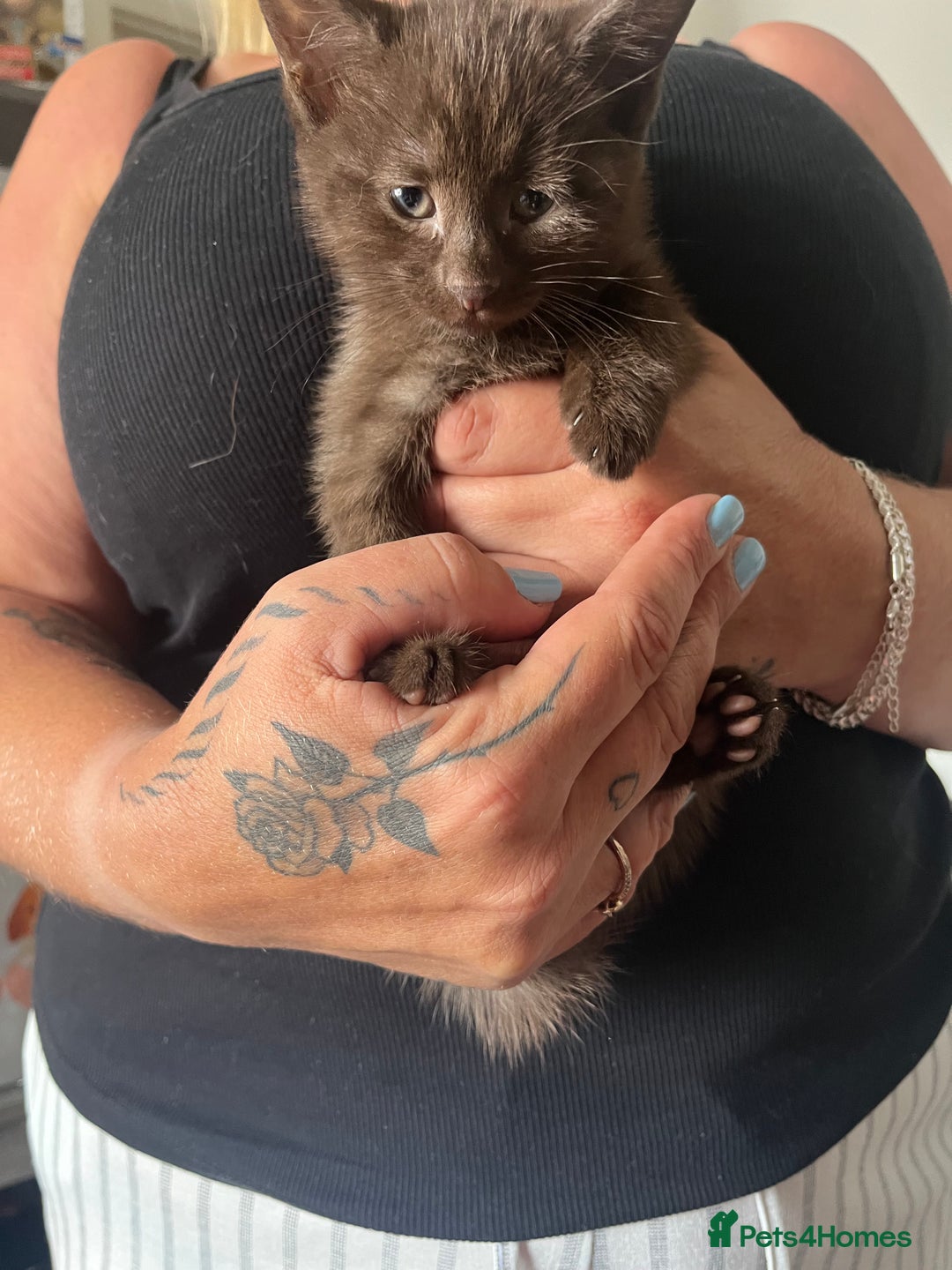 British Shorthair cats for sale: 2 brown kittens and 2 black  - Image 5
