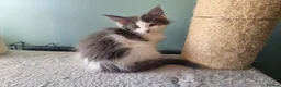 Maine Coon cats for sale: Maine Coon kittens  in Northampton - Advert 14