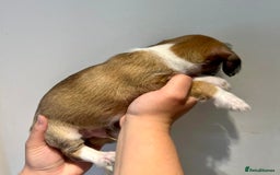 Mixed Breed dogs for sale: Cavapoo x Italian greyhound puppies  - Image 18