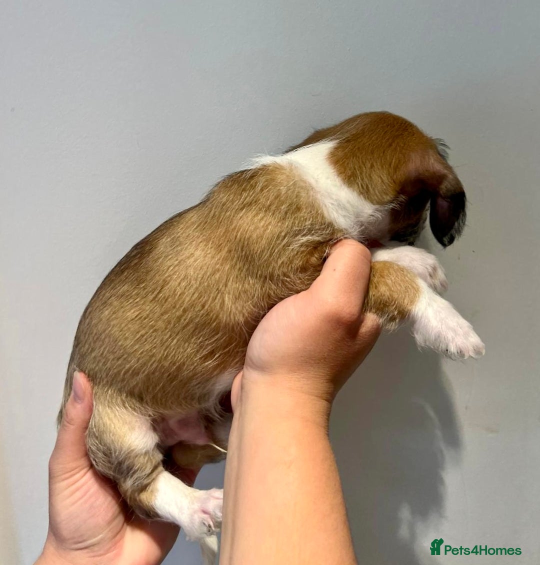 Mixed Breed dogs for sale: Cavapoo x Italian greyhound puppies  - Image 18