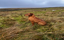 Labrador Retriever dogs for stud: KC REG FULLY HEALTH TESTED WORKING DARK RED STUD in Hawes - Image 21