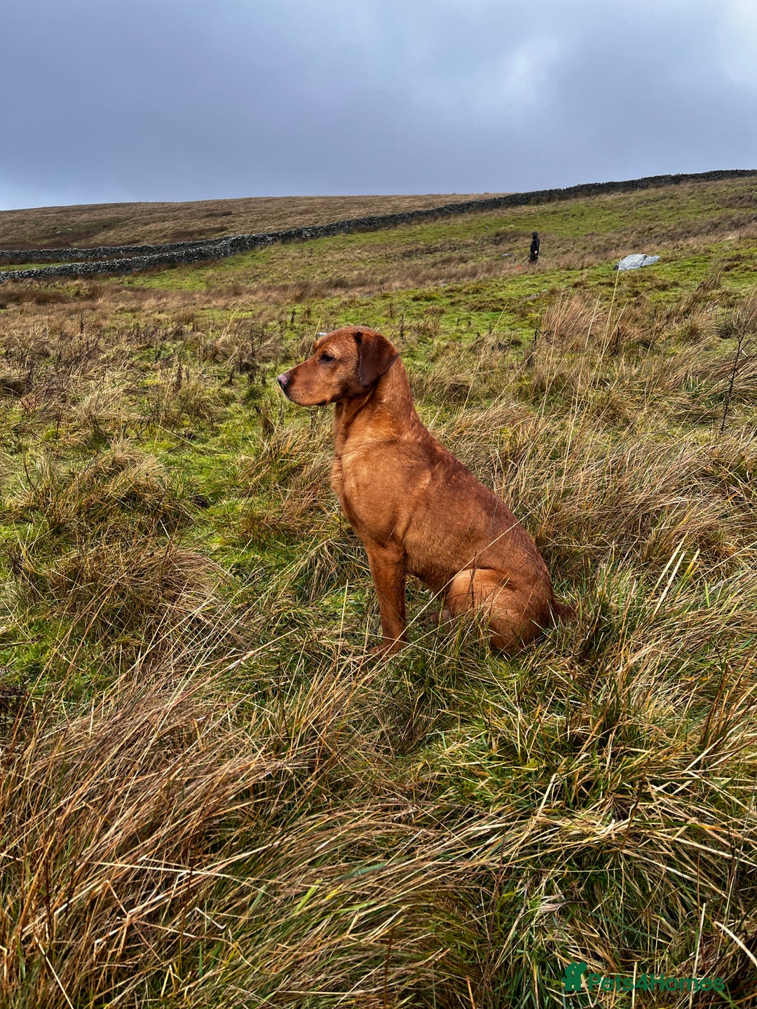 Labrador Retriever dogs for stud: KC REG FULLY HEALTH TESTED WORKING DARK RED STUD in Hawes - Image 21