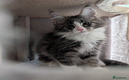 Maine Coon cats for sale: Maine Coon Kittens GCCF - Image 11