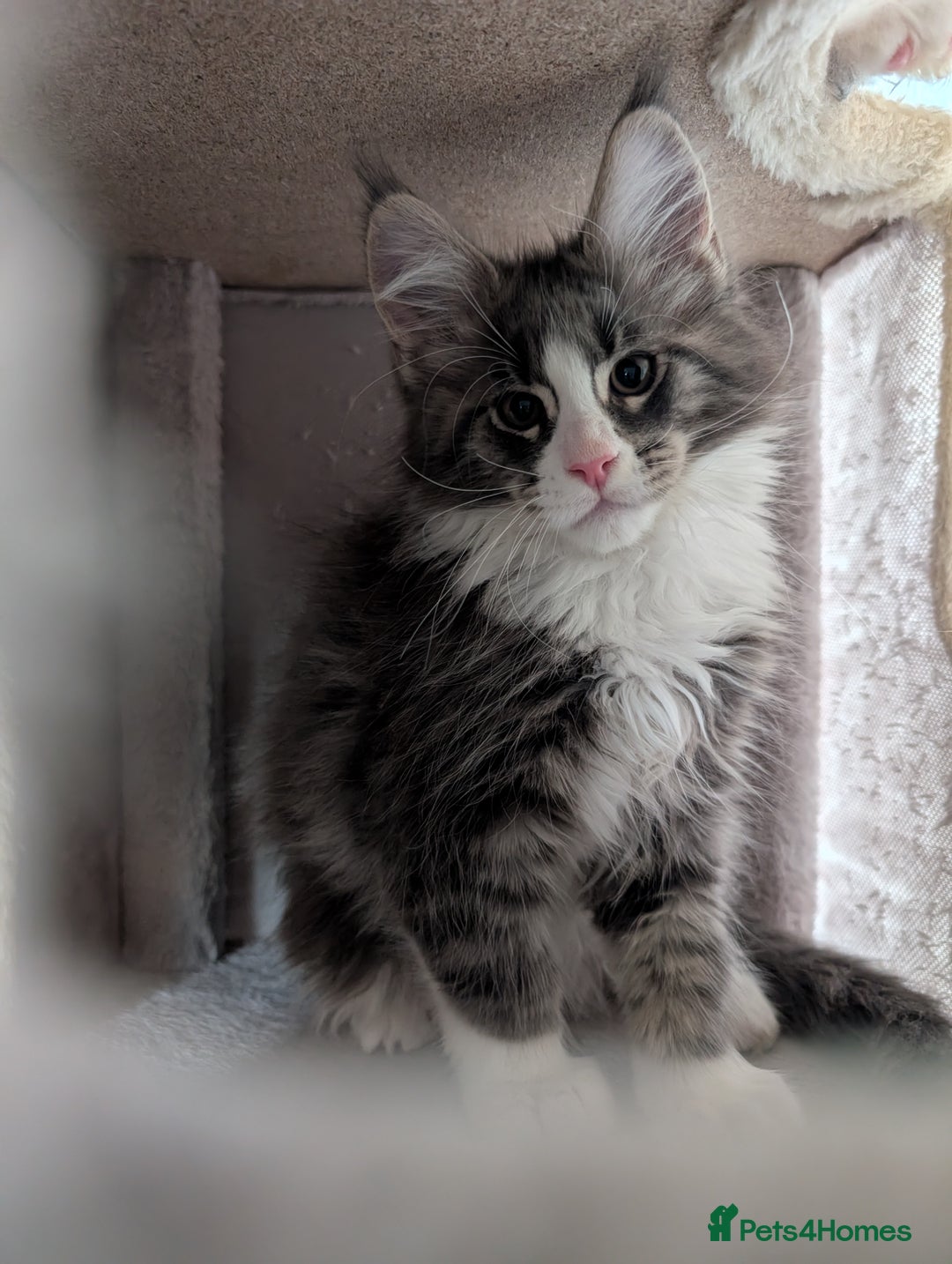Maine Coon cats for sale: Maine Coon Kittens GCCF - Image 11