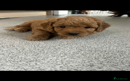 Mixed Breed dogs for sale: Labradoodle cavapoo puppies  - Image 2