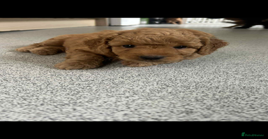 Mixed Breed dogs - Advert 16