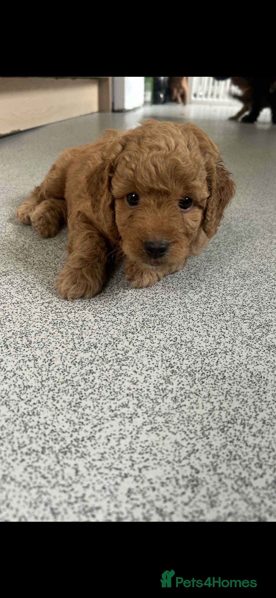 Mixed Breed dogs for sale: Labradoodle cavapoo puppies  - Image 2