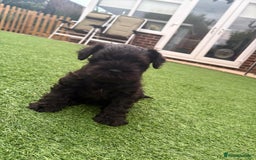 Miniature Schnauzer dogs for sale: Beautiful cheeky black female can leave 3aug - Image 2