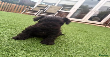 Miniature Schnauzer dogs - Advert 6