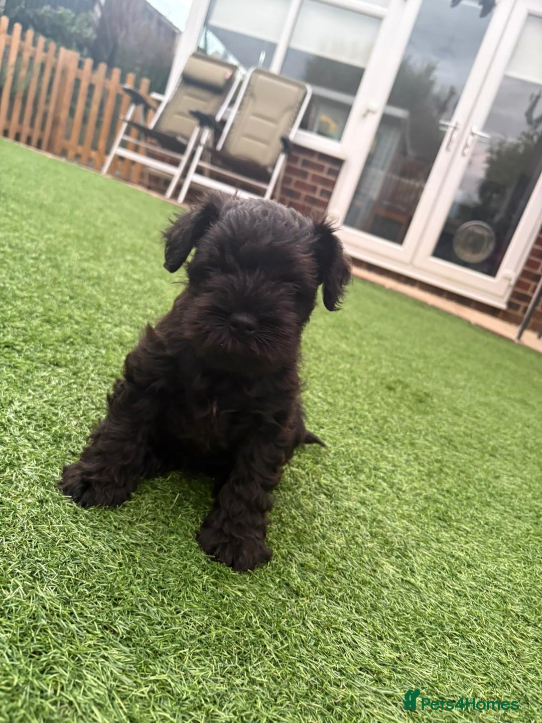 Miniature Schnauzer dogs for sale: Beautiful cheeky black female can leave 3aug - Image 2