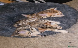 Bengal cats for sale: Bengal Kittens  - Image 14