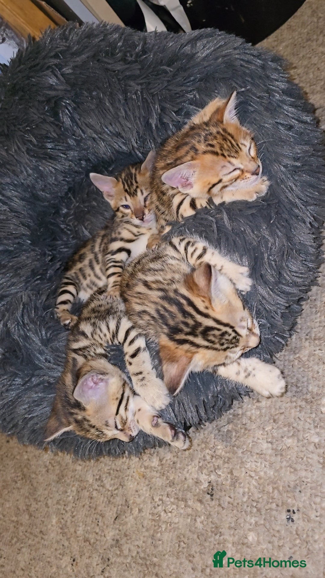 Bengal cats for sale: Bengal Kittens  - Image 14