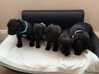 Staffordshire Bull Terrier dogs Stunning Staffordshire Bull Terrier Pups - Advert 5