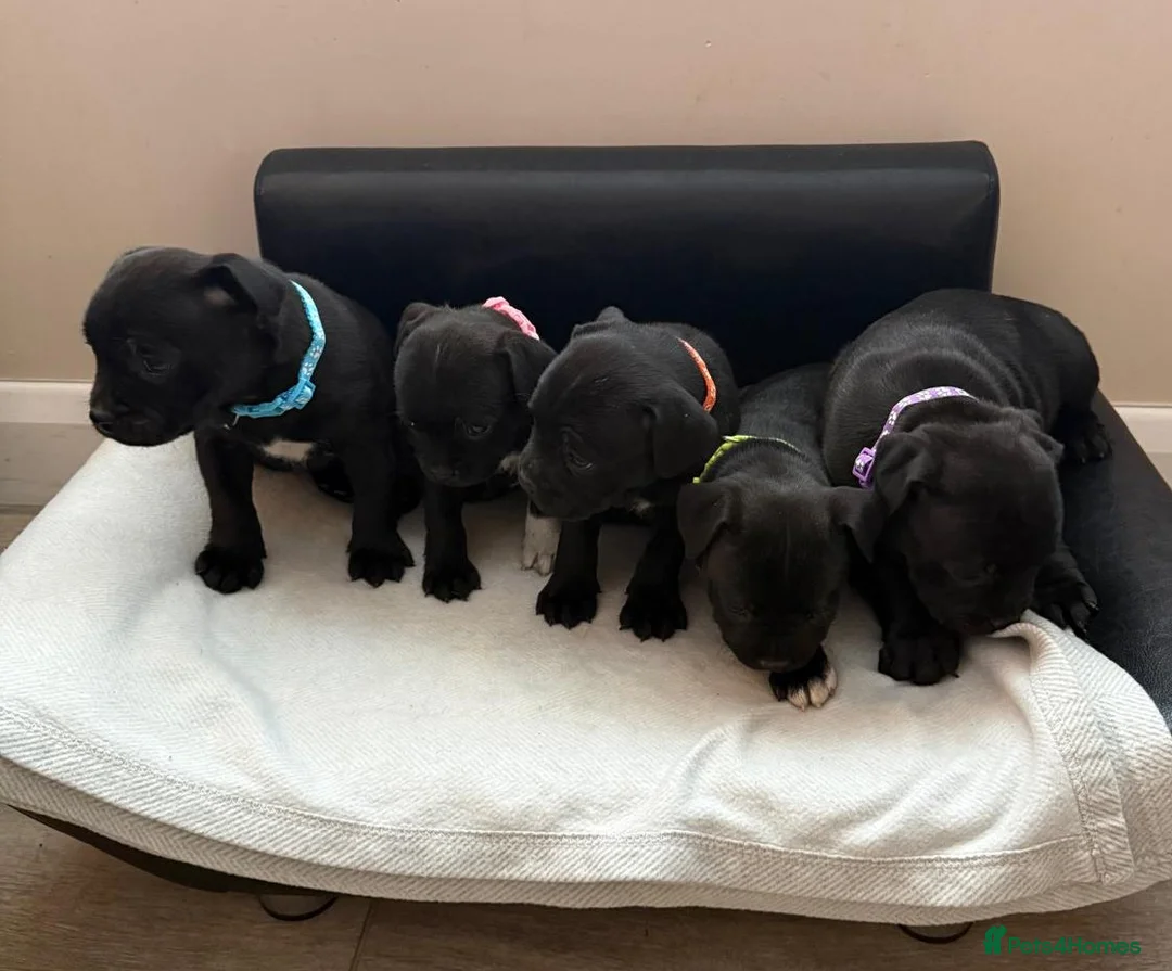 Staffordshire Bull Terrier dogs for sale: Stunning Staffordshire Bull Terrier Pups  - Advert 1