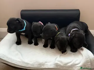 Staffordshire Bull Terrier dogs Stunning Staffordshire Bull Terrier Pups - Advert 4