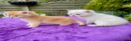 British Shorthair cats for sale: Golden, Golden Colourpoint & Silver Tipped - Advert 12
