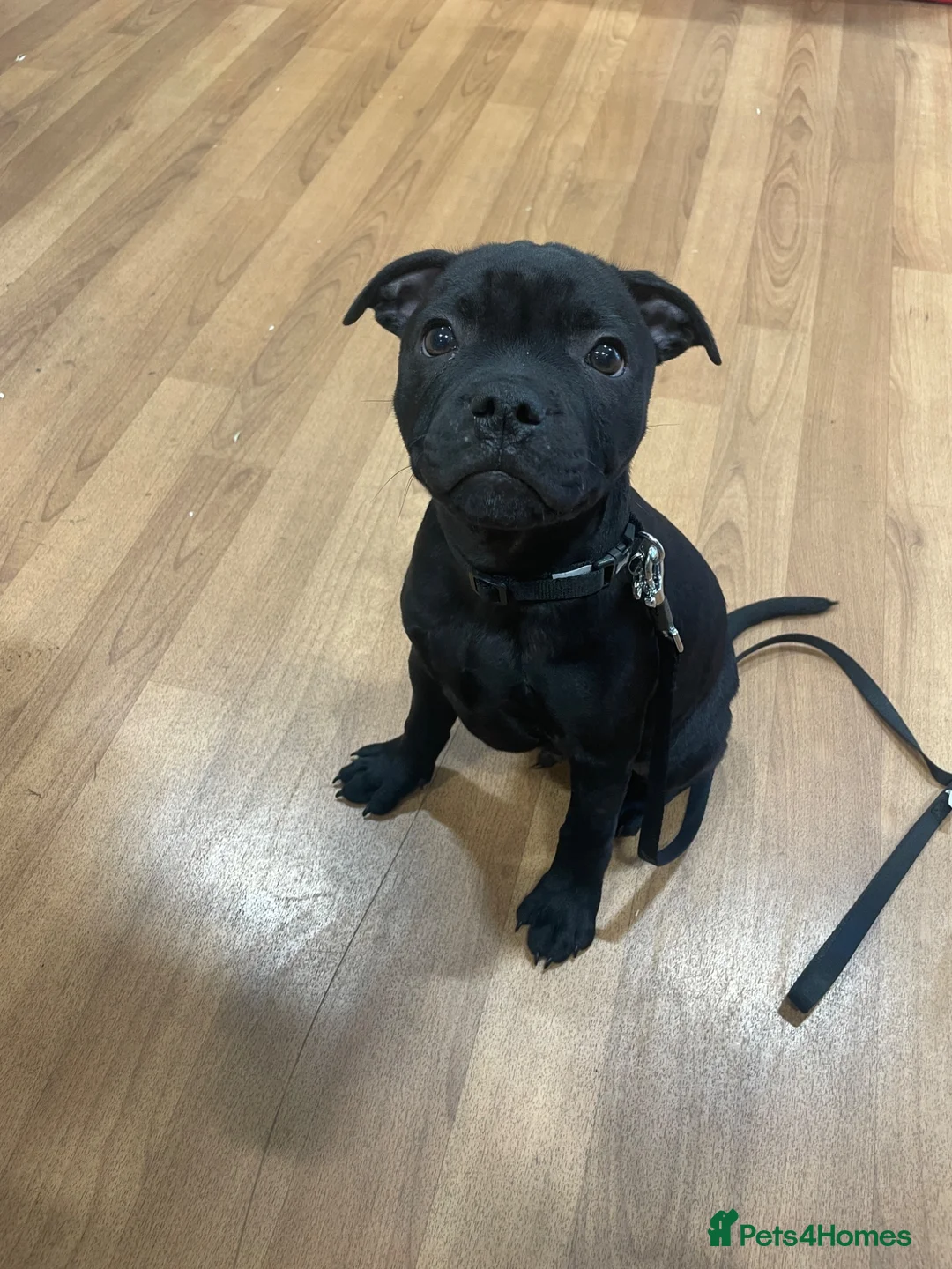 Staffordshire Bull Terrier dogs for sale: KC Registered Staffordshire Bull Terrier Pup - Advert 2