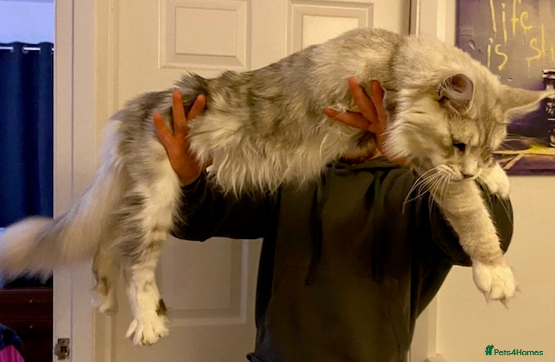 Maine Coon cats for stud: Stud- Polydactyl Maine Coon  - Advert 2