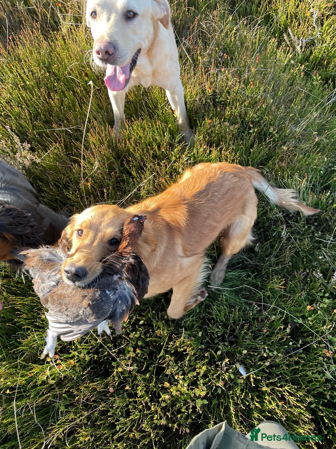 Golden Retriever dogs for sale: Exceptional health tested golden retrievers  - Advert 4