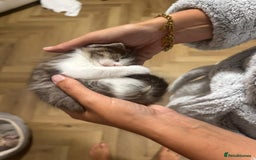 Mixed Breed cats for sale: Fluffy kittens - Image 4