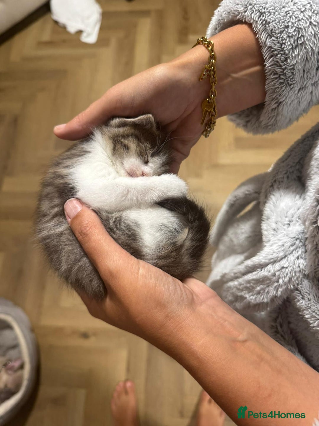 Mixed Breed cats for sale: Fluffy kittens - Image 4