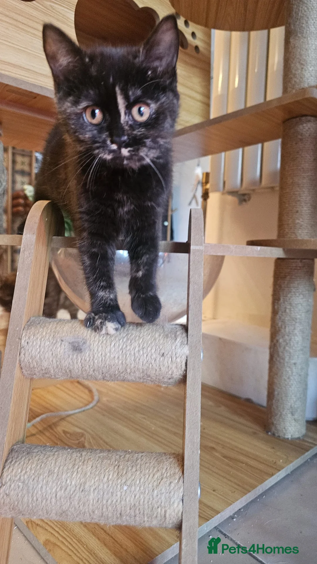 British Shorthair cats for sale: Gorgeous British Shorthair Kittens Ready Now! - Advert 7